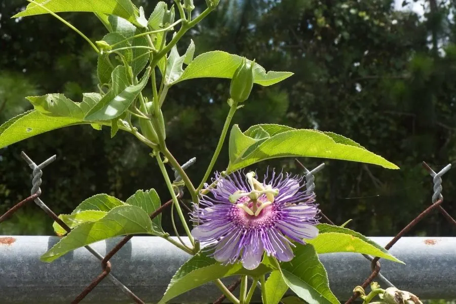 passion flower vine