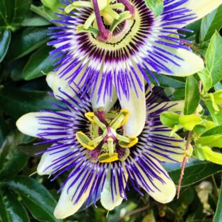passion flowers