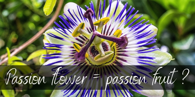 passion fruit flower