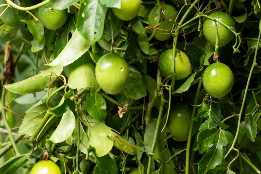 passion fruit vines