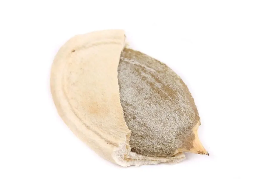 pumpkin seeds shell