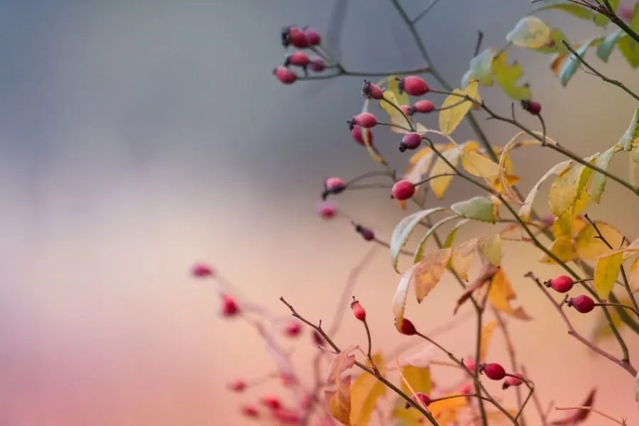 rosehip season