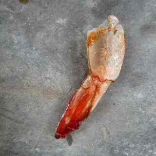 shrimp tail