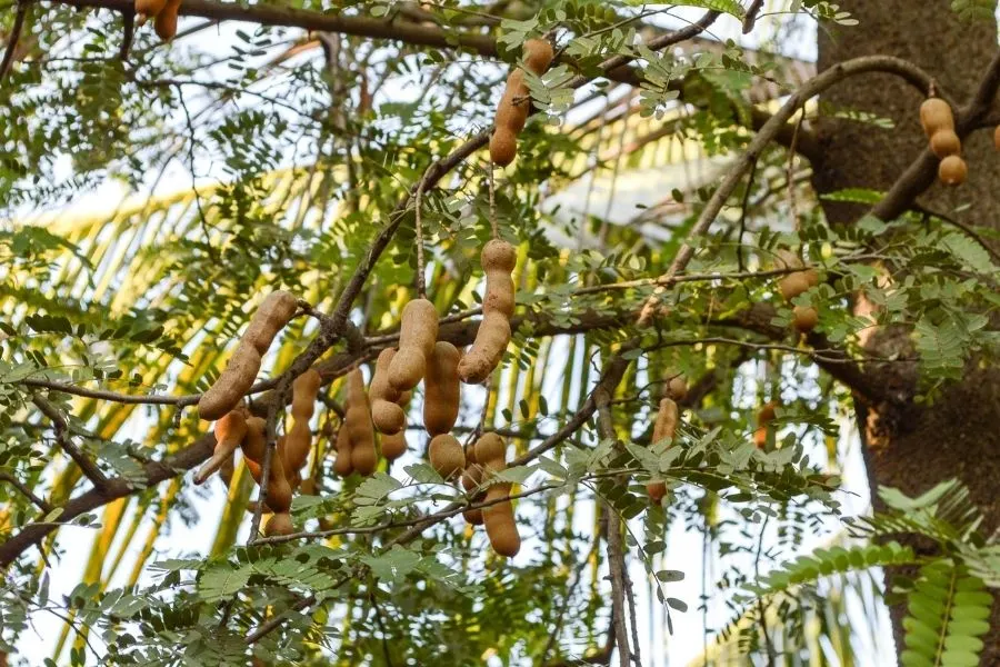 tamarind tree