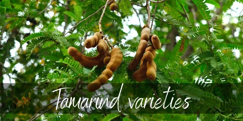 tamarind varieties