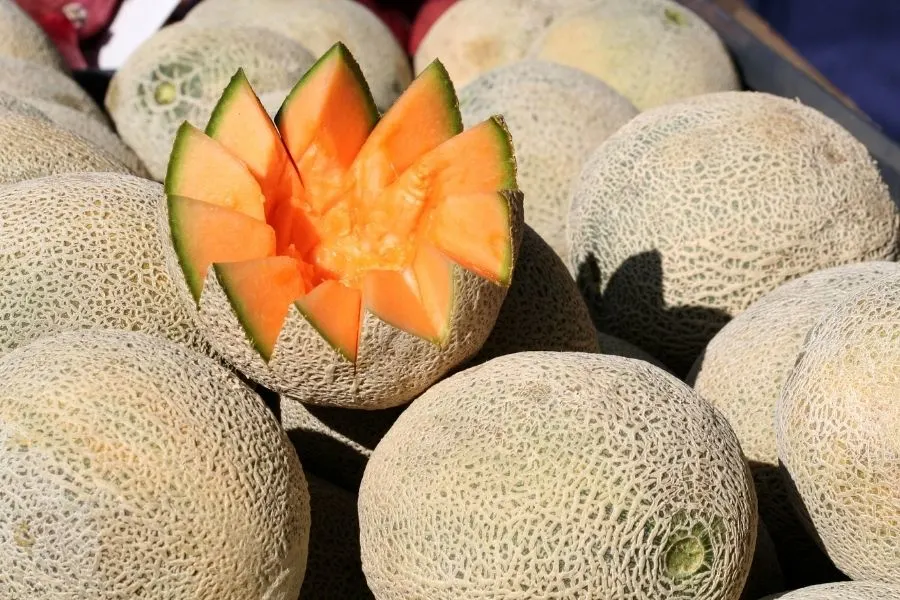 Cantaloupe