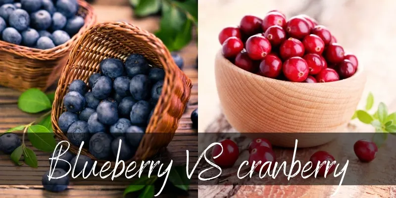 blueberry vs cranberry