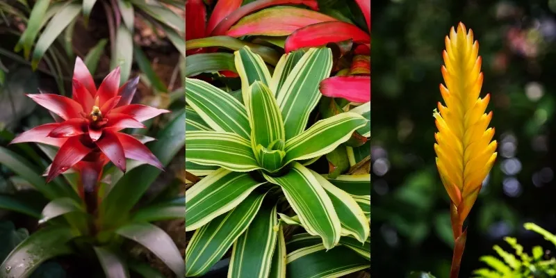 bromeliad