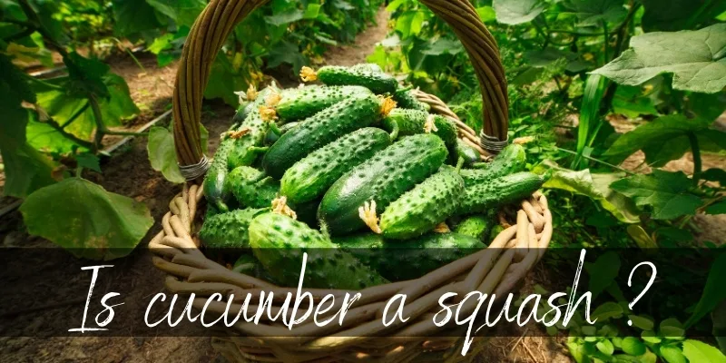 cucumber squash