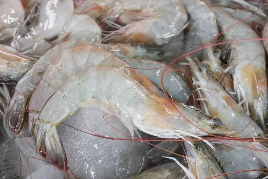 frozen shrimp