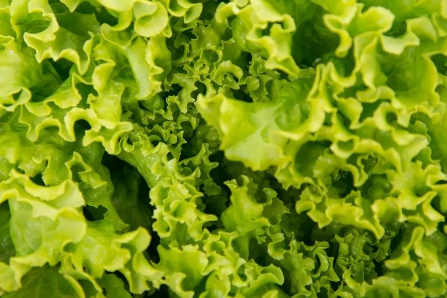 lettuce leaves