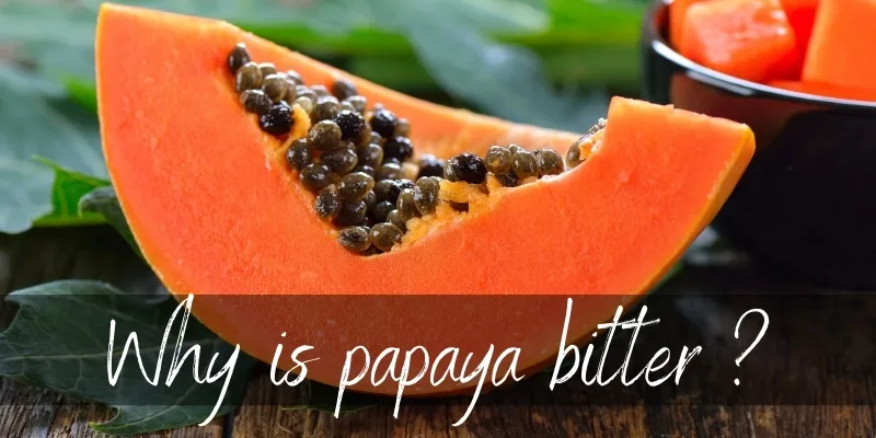 papaya bitter