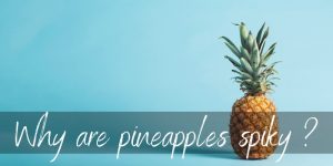 Read more about the article Why Are Pineapples Spiky ? Here’s What’s Going On