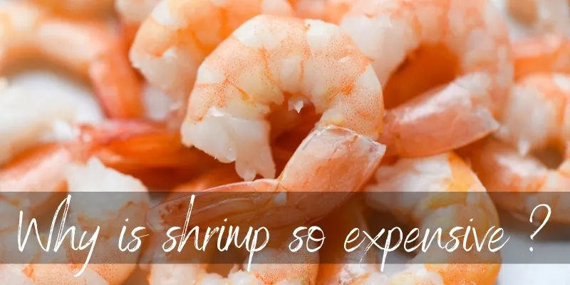 shrimp expensive