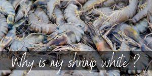 Read more about the article Why Is My Shrimp White ? Here’s What We Know