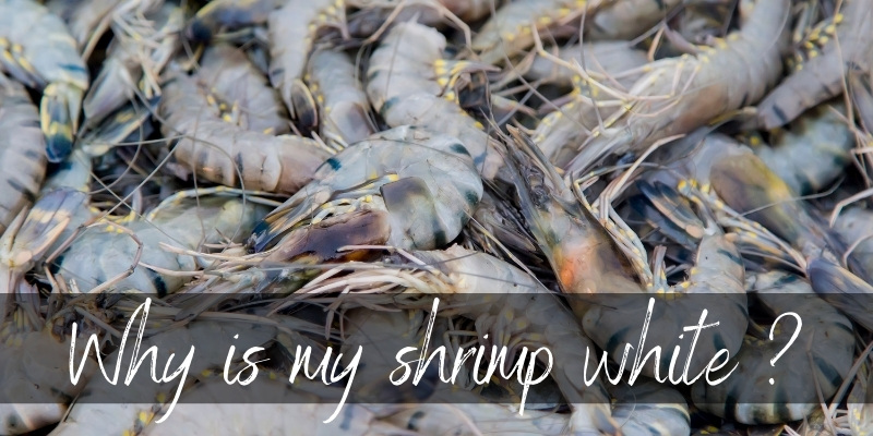 shrimp white