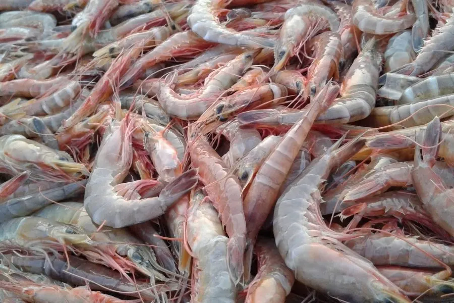 shrimps