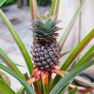 spiky pineapples