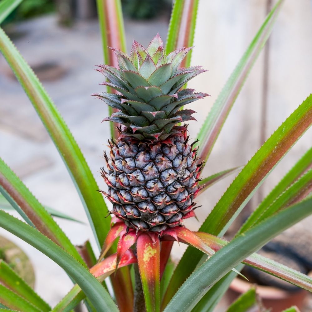 why-are-pineapples-spiky-here-s-what-s-going-on-foodiosity