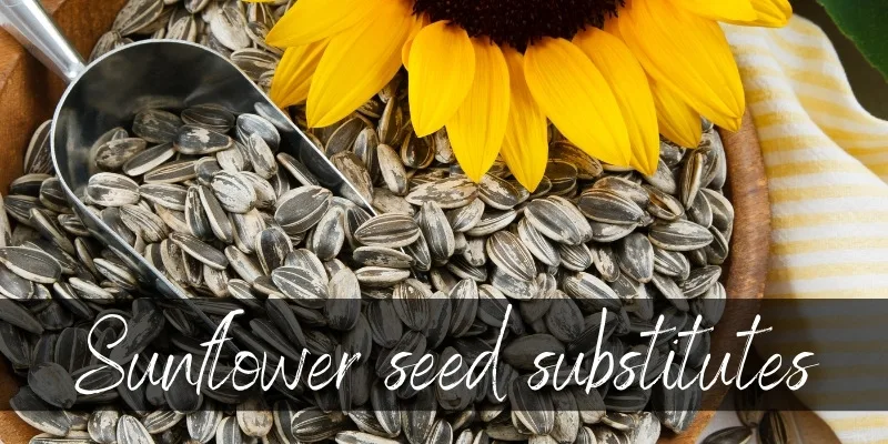 sunflower seed substitutes