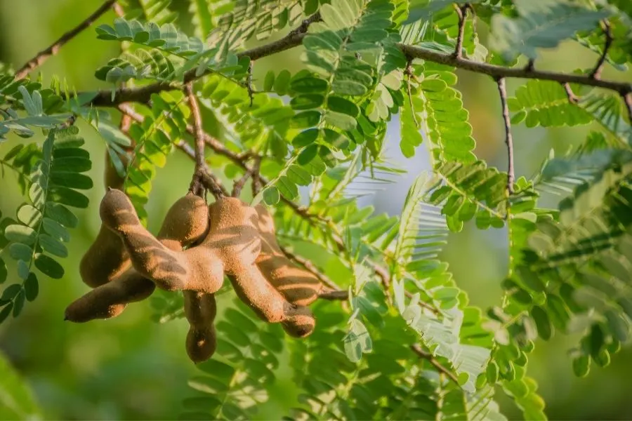 tamarind tree