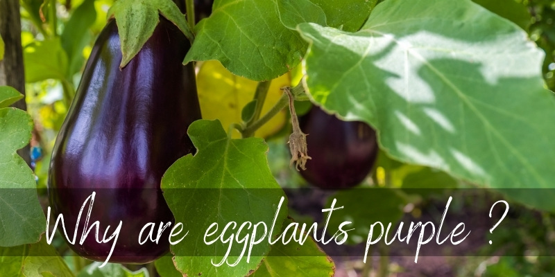 eggplant purple