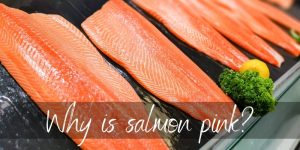 Read more about the article Why Is Salmon Pink ? Here’s How It Gets Its Color