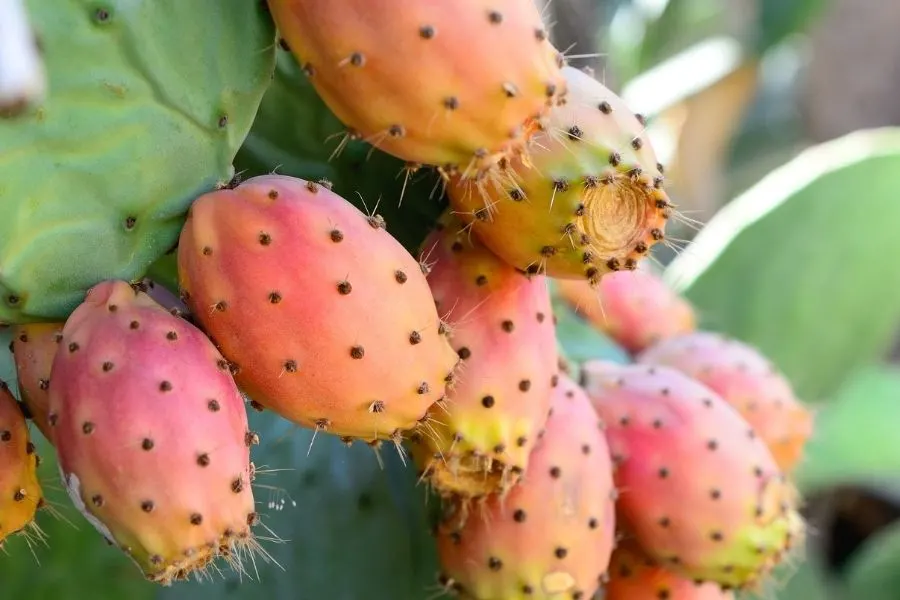 prickly pear