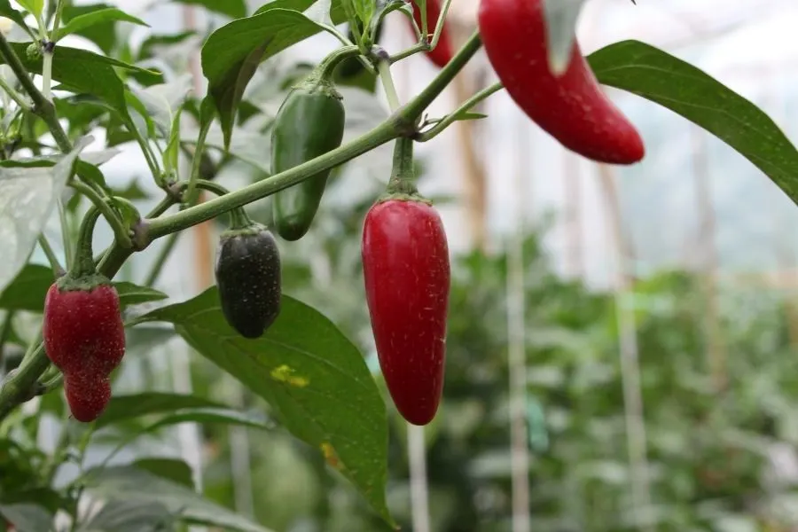 red jalapenos