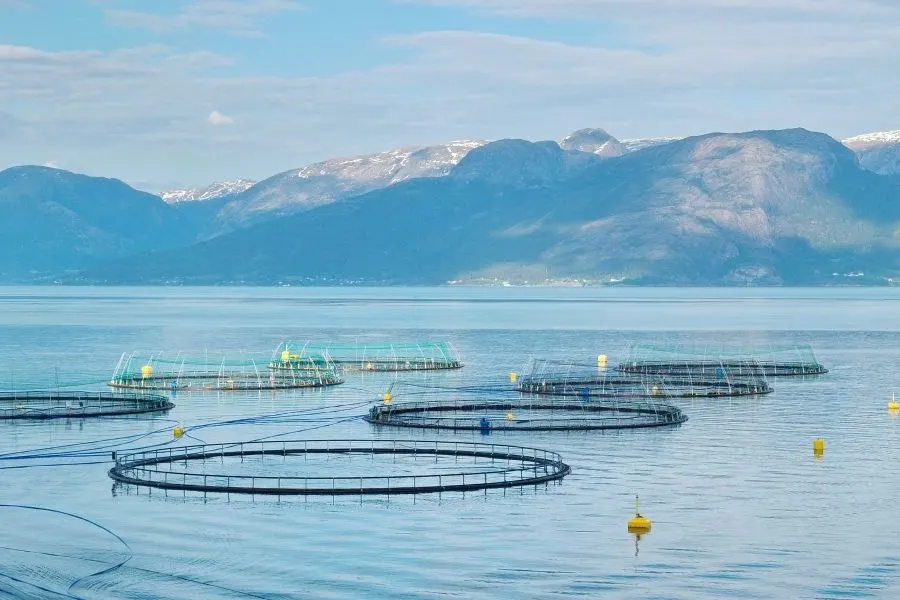 salmon farm