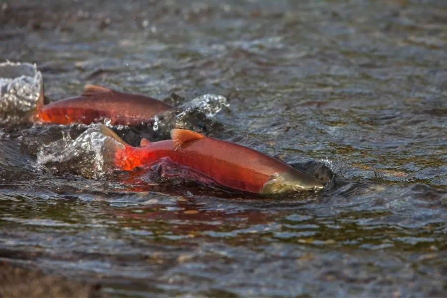 wild salmon