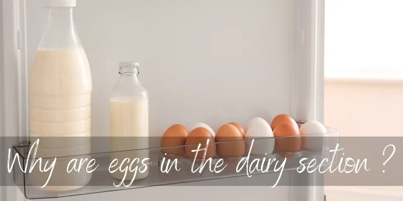 eggs dairy