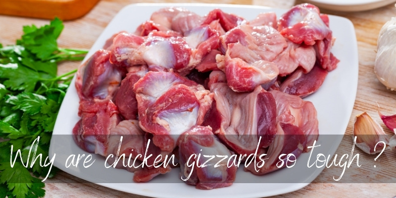 Why are chicken gizzards so tough?