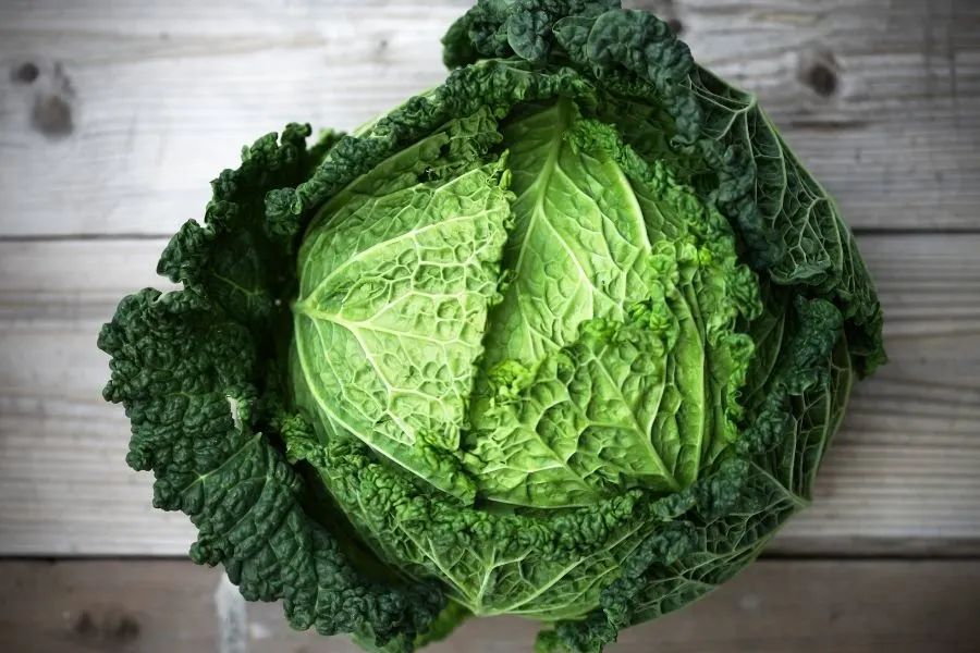 savoy cabbage