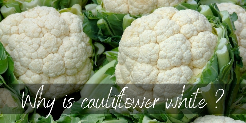 cauliflower white