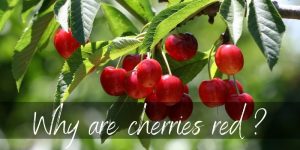 Read more about the article Why Are Cherries Red ? Here’s What’s Happening