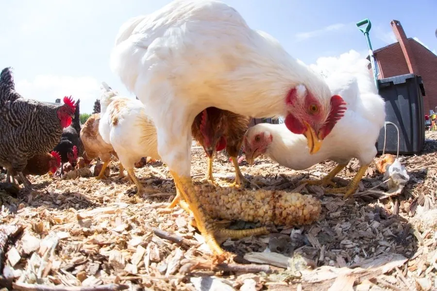 chicken eating corn