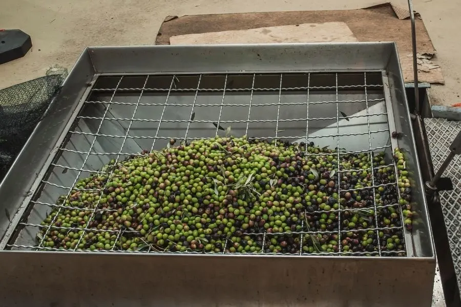 collecting olives