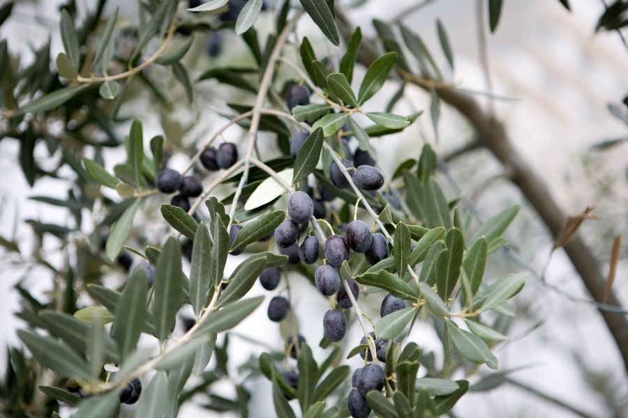 kalamata olives growing