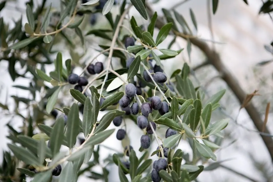 kalamata olives growing