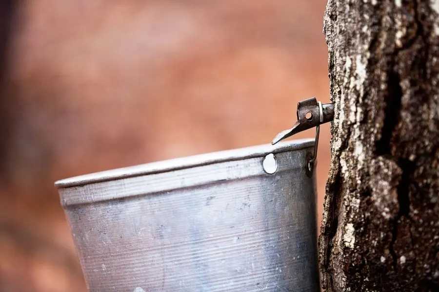 maple sap