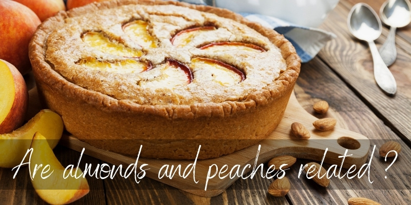 Read more about the article Are Almonds And Peaches Related ? Yes, And Here’s How
