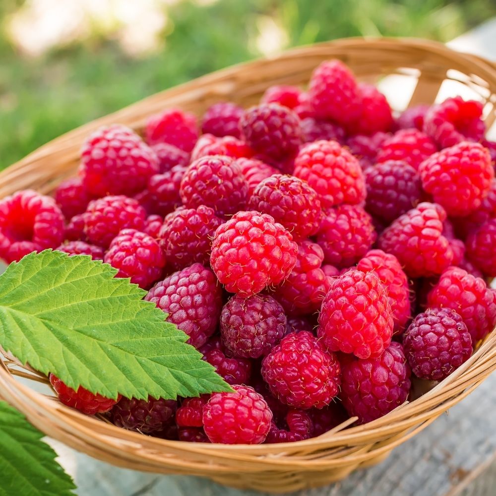 Why Are Raspberries Sour? Aren't They Supposed To Be Sweet? Foodiosity