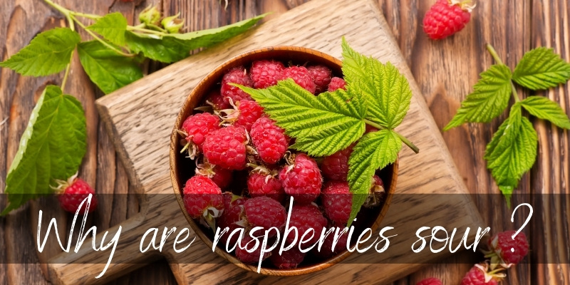 Read more about the article Why Are Raspberries Sour ? Here’s What’s Happening