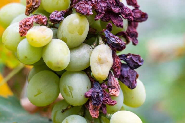 Why Are Grapes So Expensive ? 5 Reasons You're Paying More Foodiosity