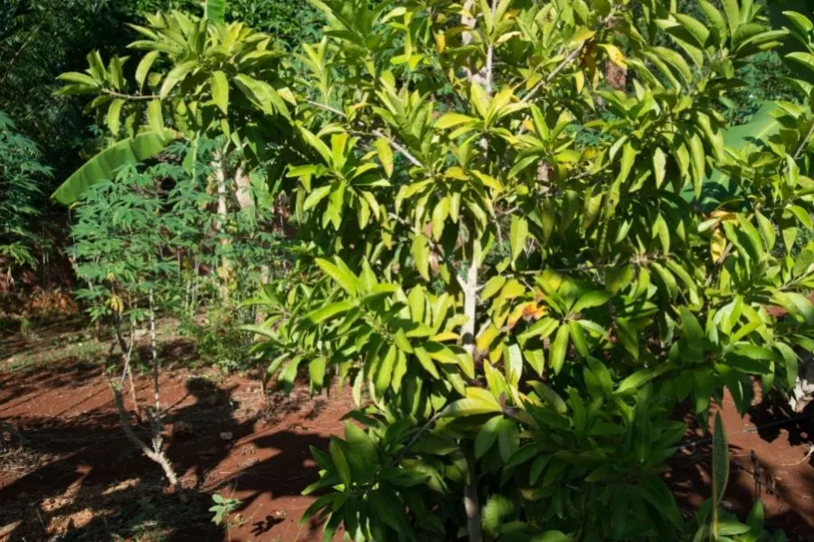 allspice tree