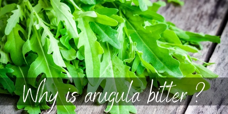 arugula bitter