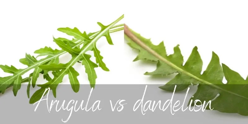 arugula dandelion