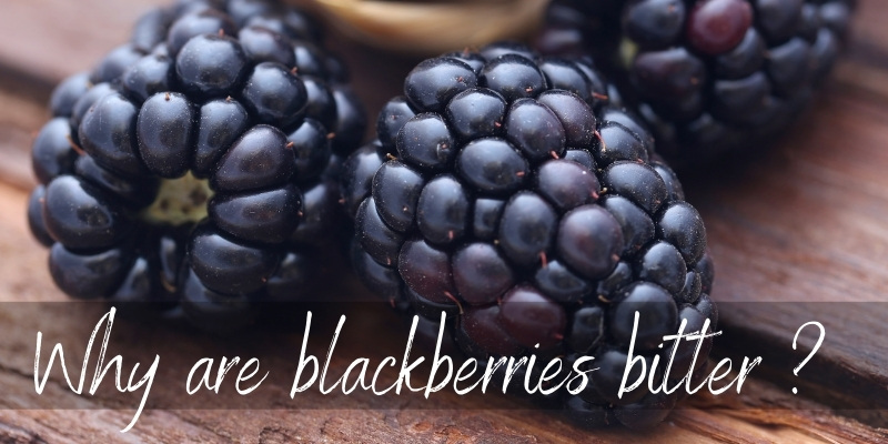 blackberries bitter