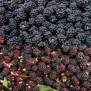 blackberries vs mulberries